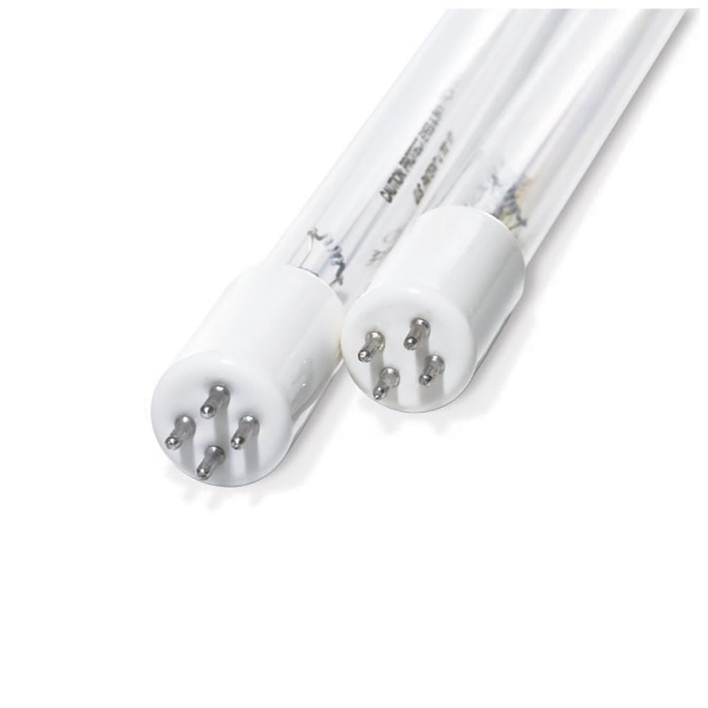 CACTUS X-8 BULB (SOLD AS PAIR)